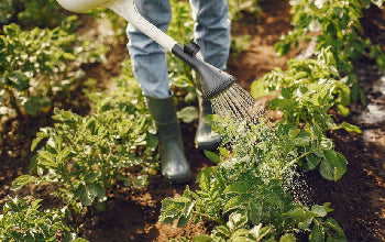 Conociendo la importancia del uso de fertilizantes
